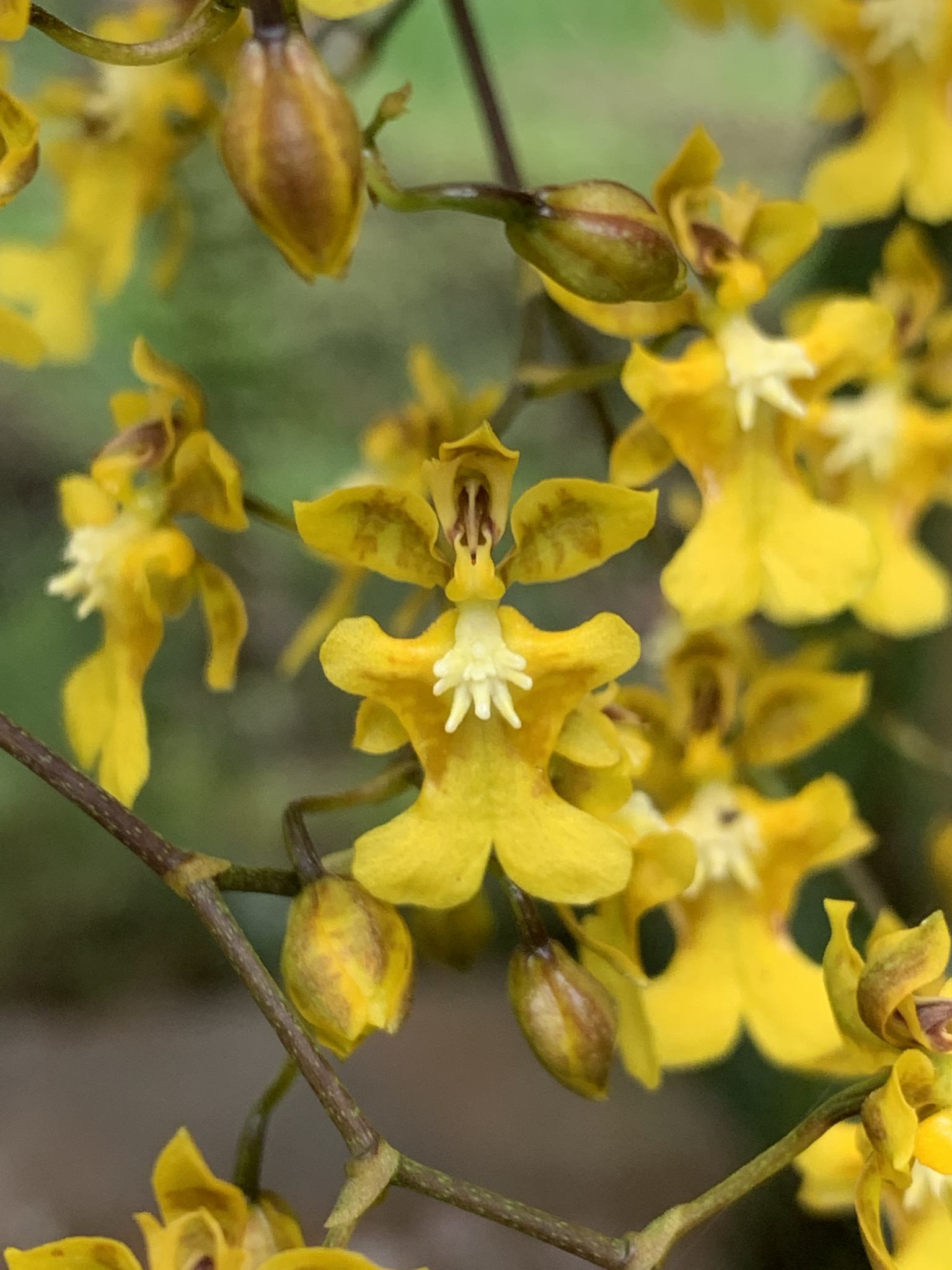 Oncidium sphacellatum alba